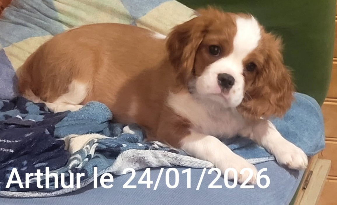 Arthur (Sans Affixe)