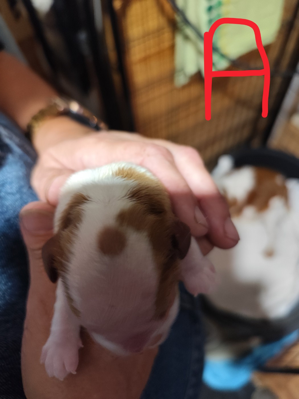 De Perle Pure - Chiots disponibles - Cavalier King Charles Spaniel