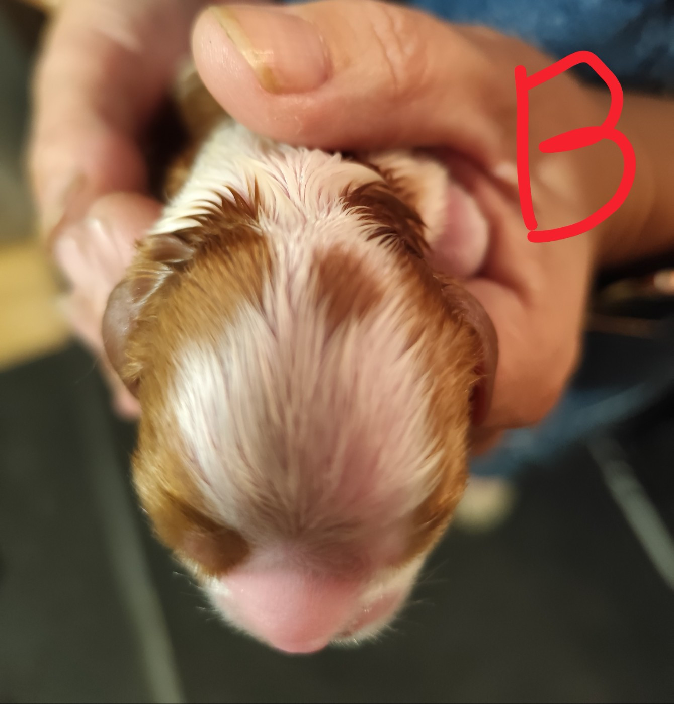 De Perle Pure - Chiots disponibles - Cavalier King Charles Spaniel