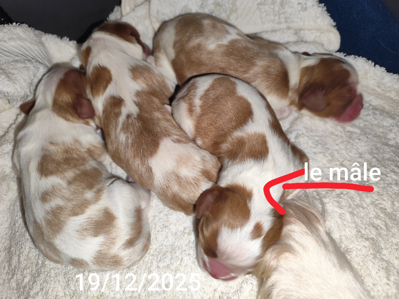 Chiot Cavalier King Charles Spaniel De Perle Pure