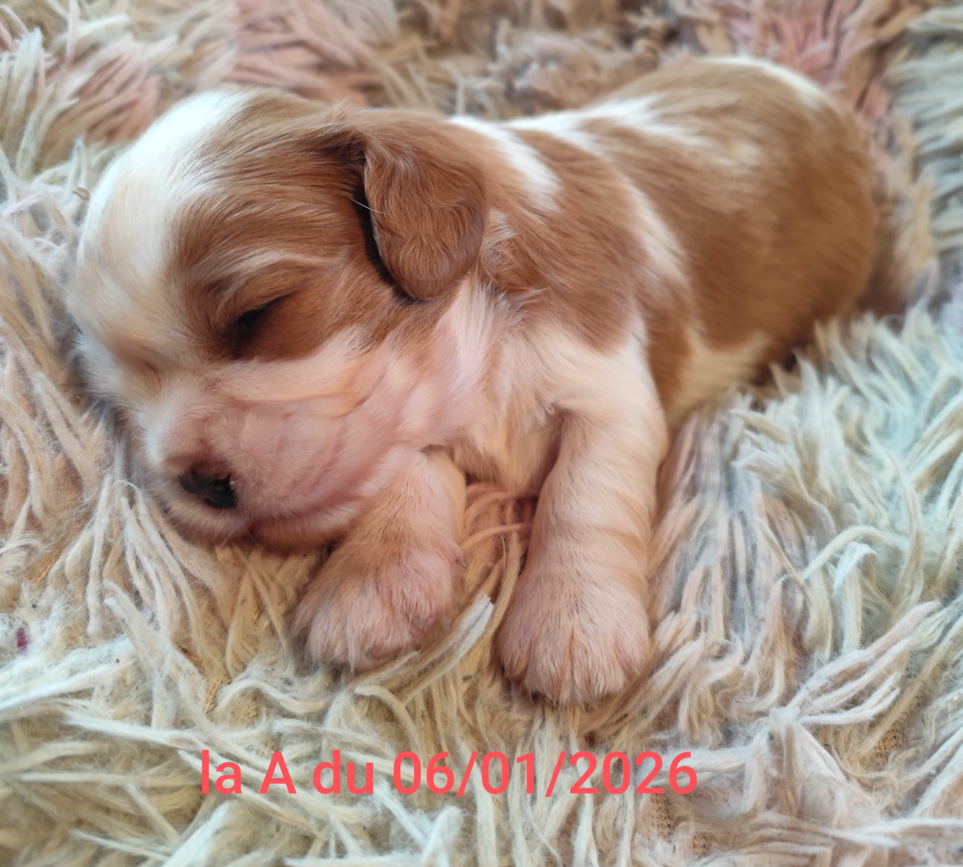 De Perle Pure - Chiots disponibles - Cavalier King Charles Spaniel