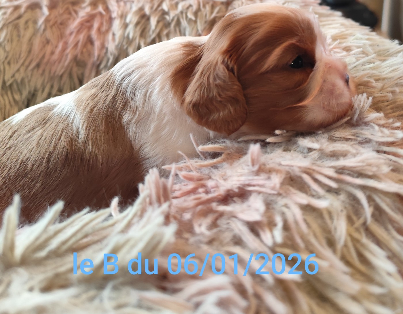 De Perle Pure - Chiots disponibles - Cavalier King Charles Spaniel