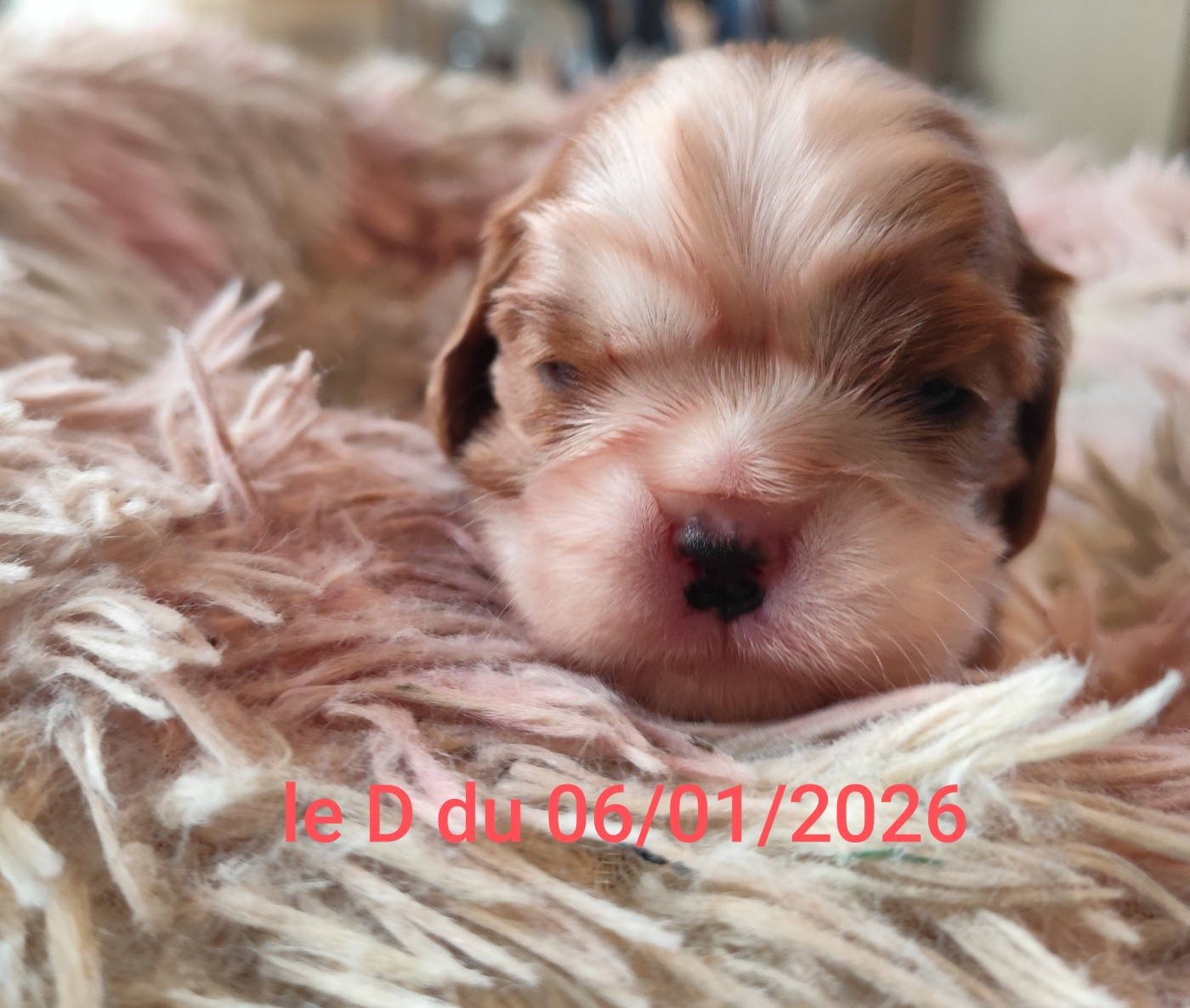 De Perle Pure - Chiots disponibles - Cavalier King Charles Spaniel