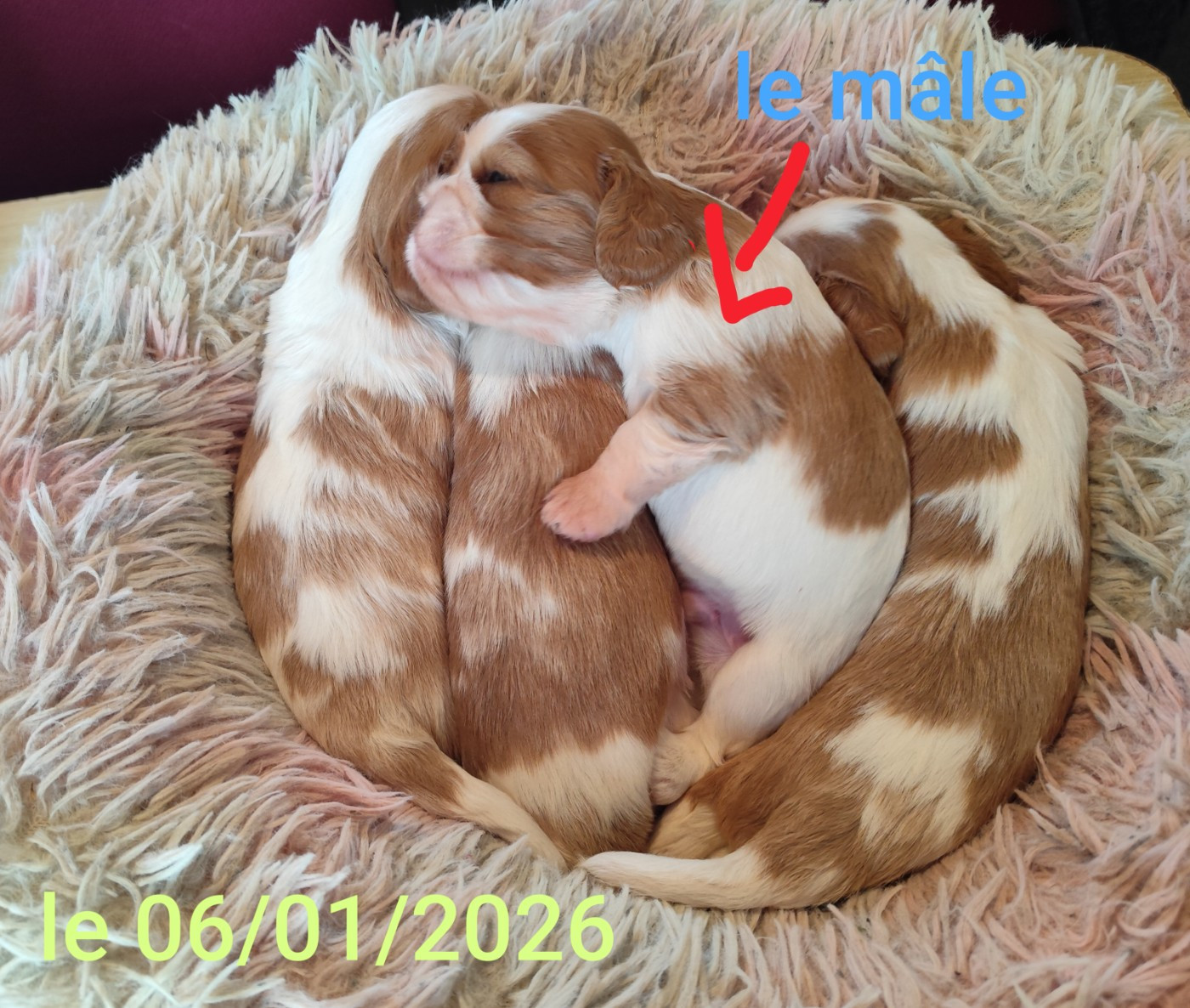 De Perle Pure - Cavalier King Charles Spaniel - Portée née le 18/12/2025