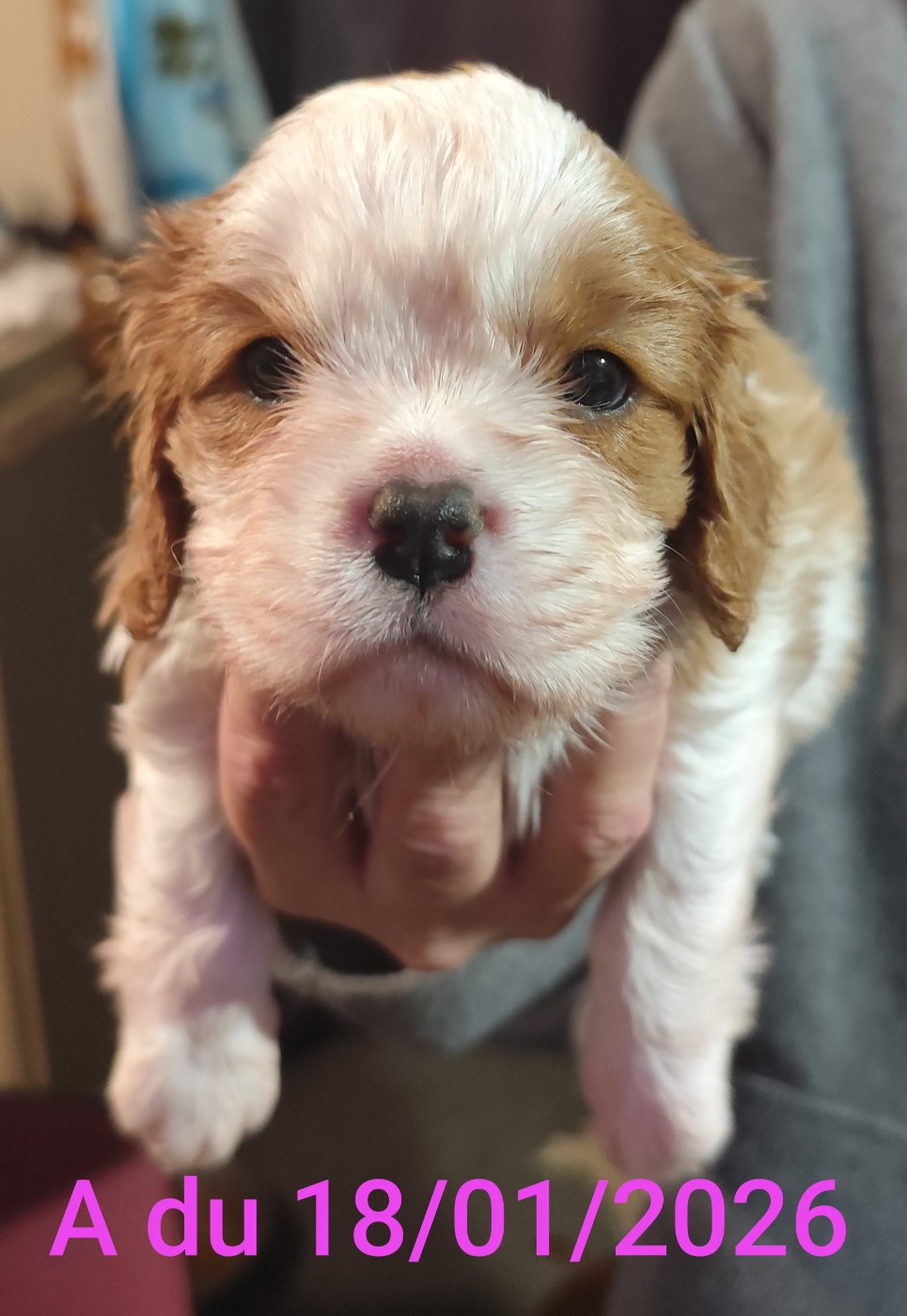De Perle Pure - Chiots disponibles - Cavalier King Charles Spaniel